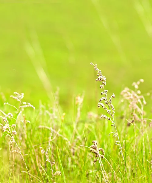 Fondo de hierba verde borrosa — Foto de Stock