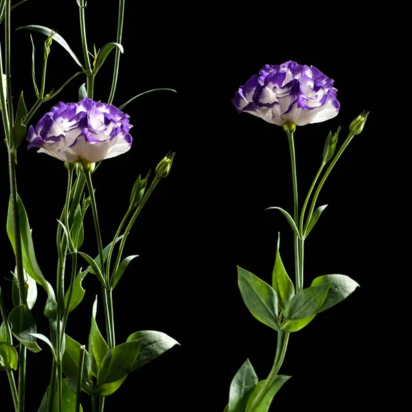 Eustoma fiori su uno sfondo nero — Foto Stock