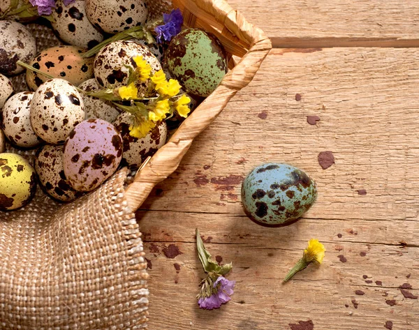 Uova di quaglia colorate. Buona Pasqua — Foto Stock