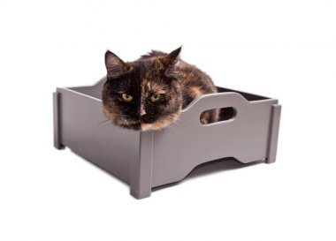 kutu içinde oturan kedi