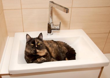 Lavaboda oturan kedi