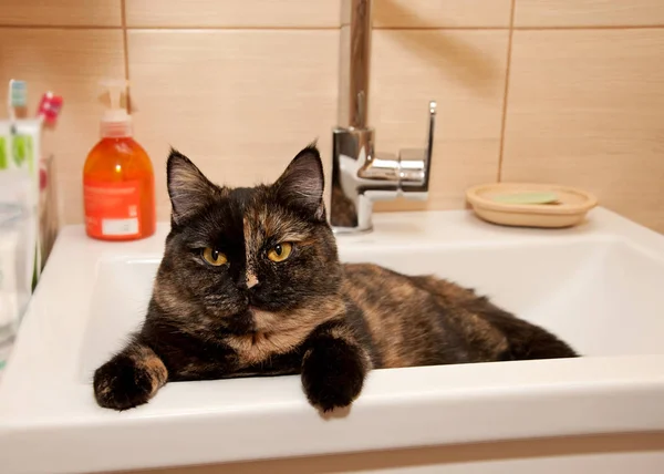猫坐在洗手盆上 图库图片