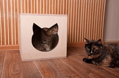 İki kedi ve kedi evi.