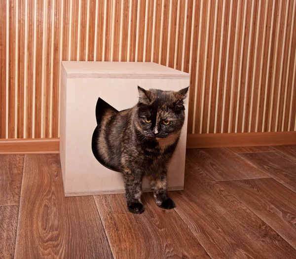 Kat in het huis van de kat — Stockfoto