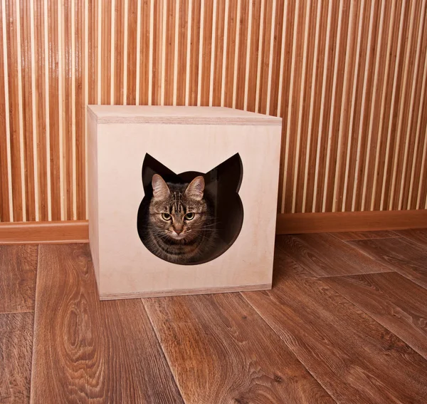 Gato sentado en la casa del gato —  Fotos de Stock