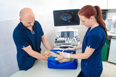 İki veteriner ultrason yapıyor. Bir kedi muayene ediyor.