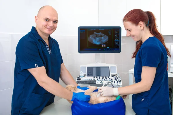 Dwóch Lekarzy Weterynarii Wykonuje Badanie Ultrasonograficzne Kota — Zdjęcie stockowe