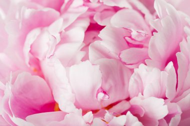 Güzel pembe şakayık çiçeği. Yaklaş.