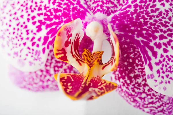 Kvete Fialový Květ Orchideje Phalaenopsis Closeup — Stock fotografie