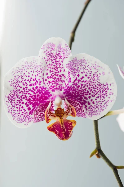 Flor Orquídea Púrpura Falaenopsis Primer Plano — Foto de Stock