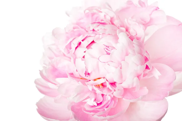 Roze Pioenroos Geïsoleerd Witte Achtergrond — Stockfoto