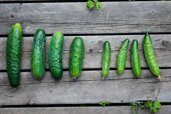 Fresh Farm Cucumbers Wooden Background — Stock Photo, Image