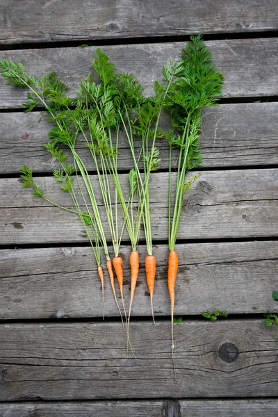 Bouquet Bébé Carotte Sur Fond Bois — Photo