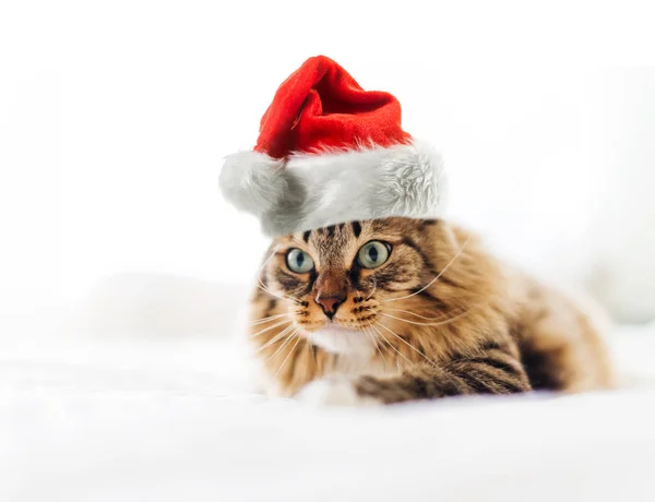 Vánoční Kočka Červeném Klobouku Santa Claus — Stock fotografie