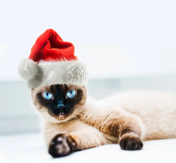 Jul Katt Röd Jultomte Hatt — Stockfoto