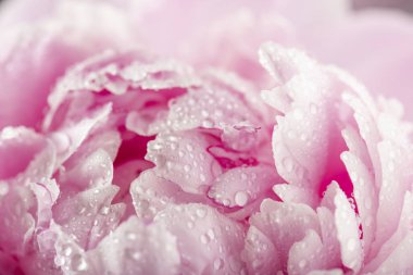 Arka plan bulanık ihale pembe peony çiçek