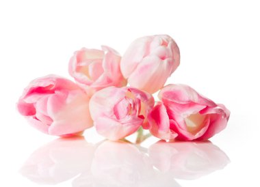 Beyaz arka planda izole edilmiş pembe laleler.