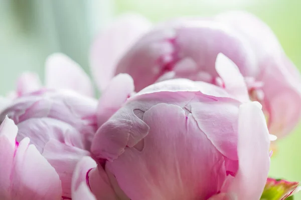 Peony Drops Water — Stock Photo, Image