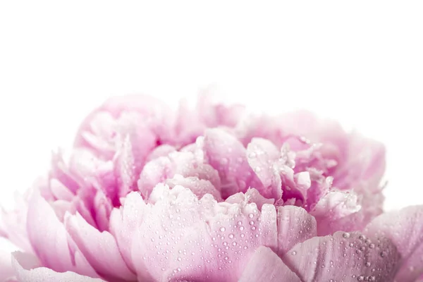 Pink Peony Flower Isolated White Background — Stock Photo, Image