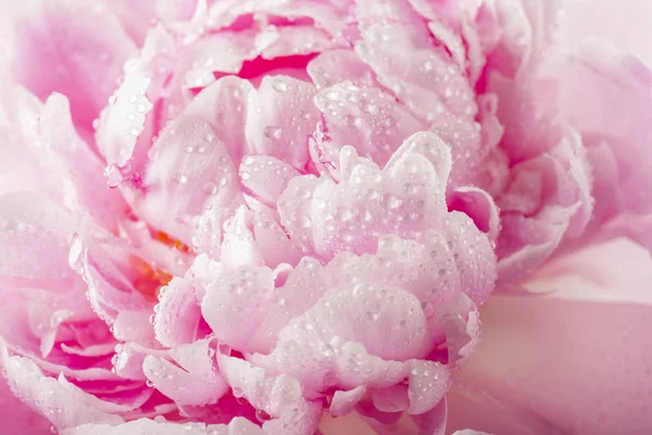 Tender Pink Peony Flower Blurred Background — Stock Photo, Image