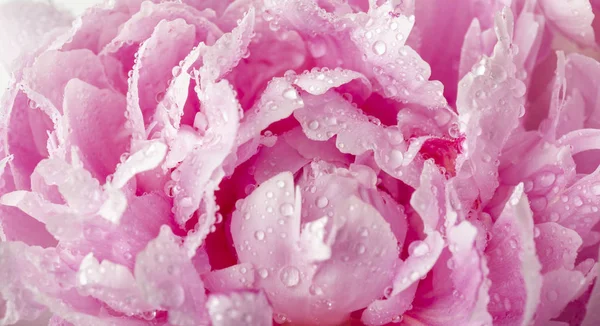 Vacker Rosa Pion Blomma Bakgrund — Stockfoto