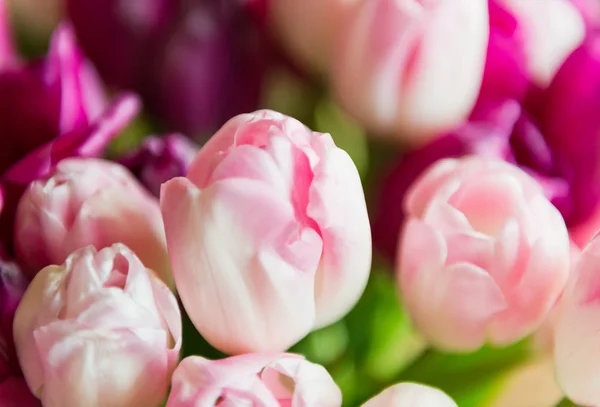 Fondo Tulipanes Rosados Tiernos —  Fotos de Stock