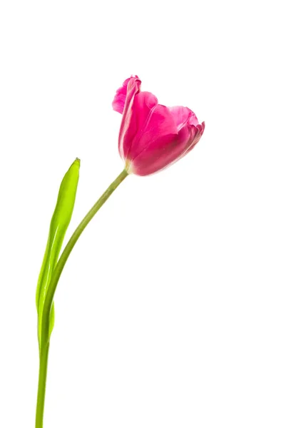 Rote Tulpe Mit Blättern Auf Weißem Hintergrund — Stockfoto