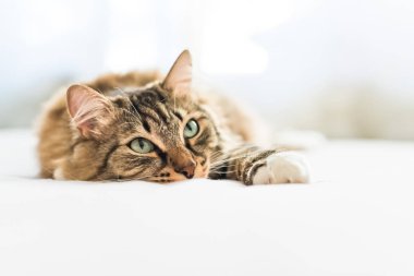 Gri kedi yatakta yatarken