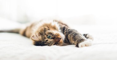Gri kedi yatakta yatarken