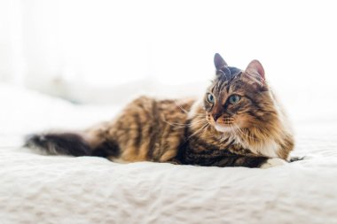 Gri kedi yatakta yatarken