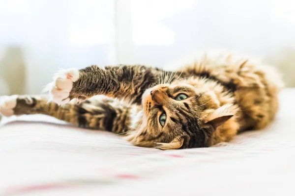 Grijze Kat Liggend Bed — Stockfoto