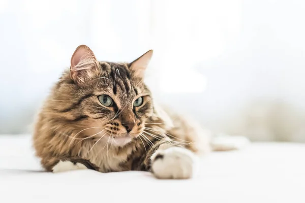 Grijze Kat Liggend Bed — Stockfoto