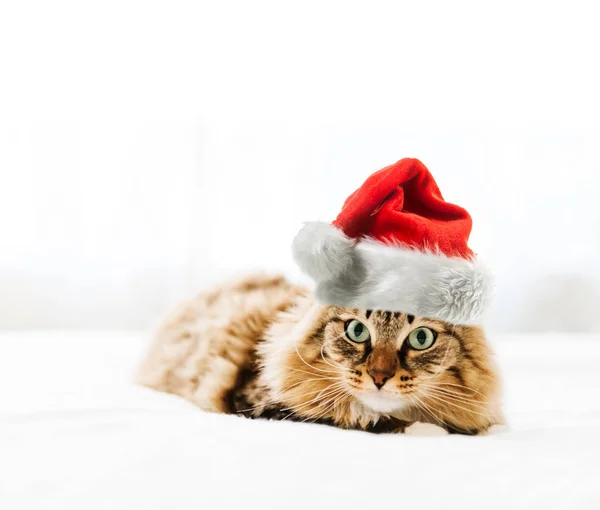 Jul Katt Röd Jultomte Hatt — Stockfoto