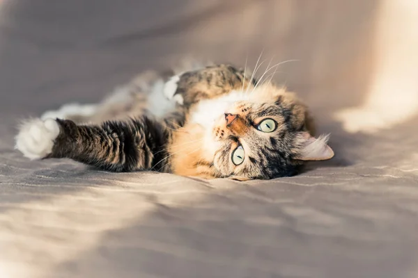 Graue Katze Liegt Auf Bett — Stockfoto