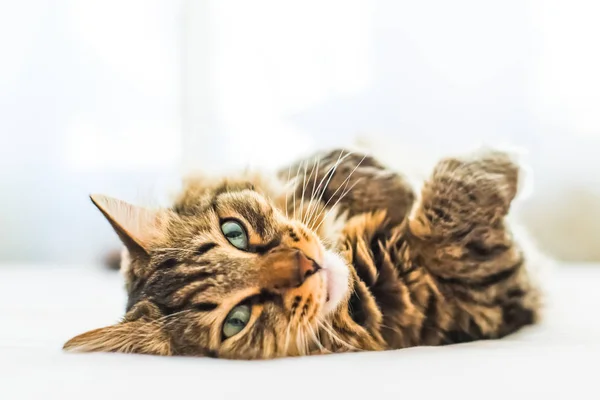 Gato Cinzento Deitado Cama — Fotografia de Stock