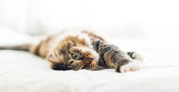 Gri Kedi Yatakta Yatarken — Stok fotoğraf