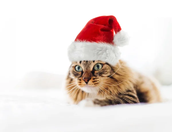 Jul Katt Röd Jultomte Hatt — Stockfoto