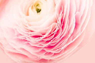 Su ile pembe Düğünçiçeği çiçek yaprakları üzerinde damla 