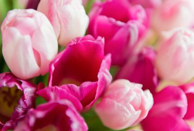 bir buket bir vazo içinde Pembe Laleler.