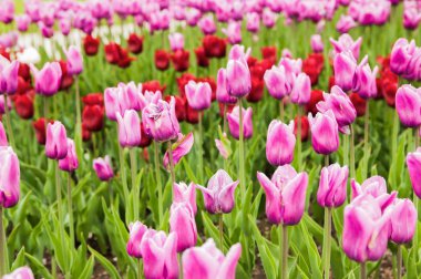 güzel pembe Lale Park