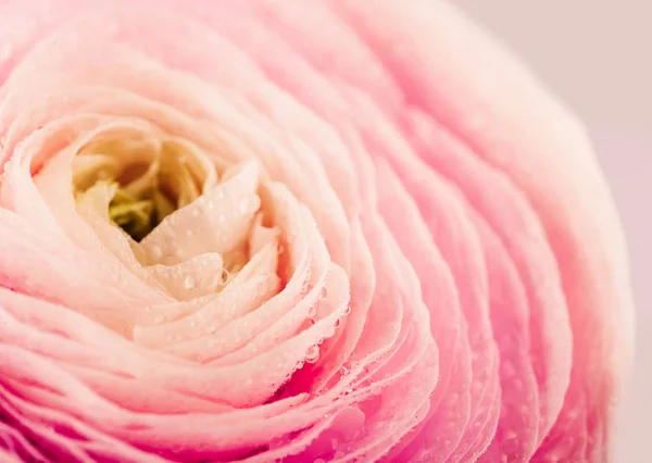 水とピンクのラナンキュラスの花が花びらに値下がりしました — ストック写真