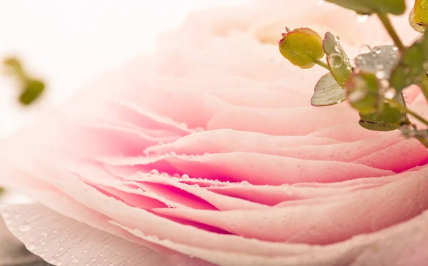 Ranunculus Rosa Flor Con Gotas Agua Pétalos — Foto de Stock