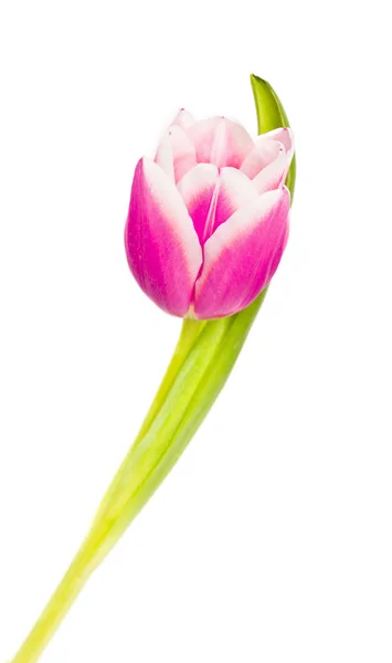 Tulipano Rosa Isolato Sfondo Bianco — Foto Stock