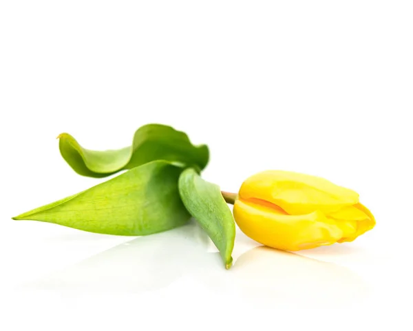 Tulipa Amarela Isolada Fundo Branco — Fotografia de Stock