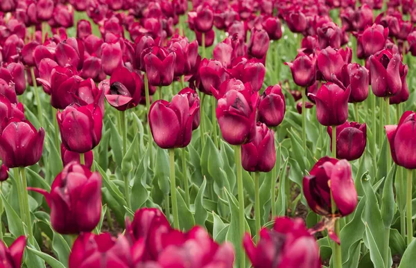 Indah Tulip Merah Taman — Stok Foto