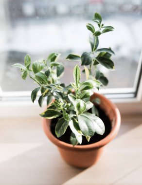 Küçük ağaç bir pencerede. Saksı Calamondin