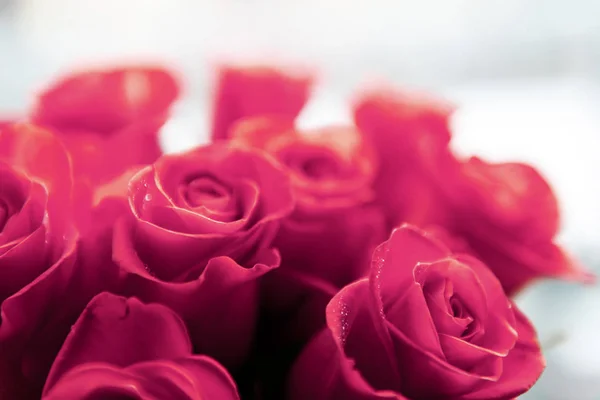 Schöne Rote Rosen Aus Nächster Nähe — Stockfoto