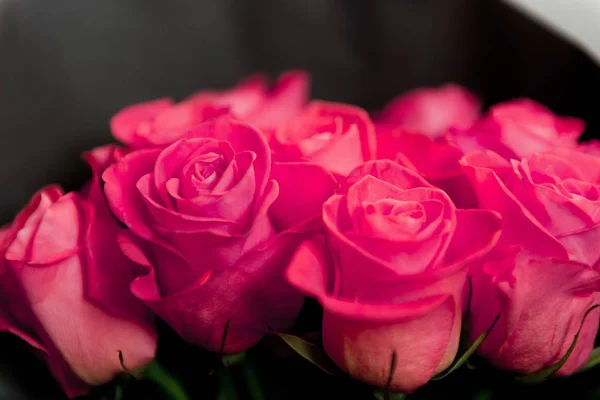 Schöne Rote Rosen Aus Nächster Nähe — Stockfoto