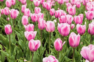 güzel pembe Lale Park
