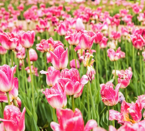 Beautiful Pink Tulips Park — Stock Photo, Image
